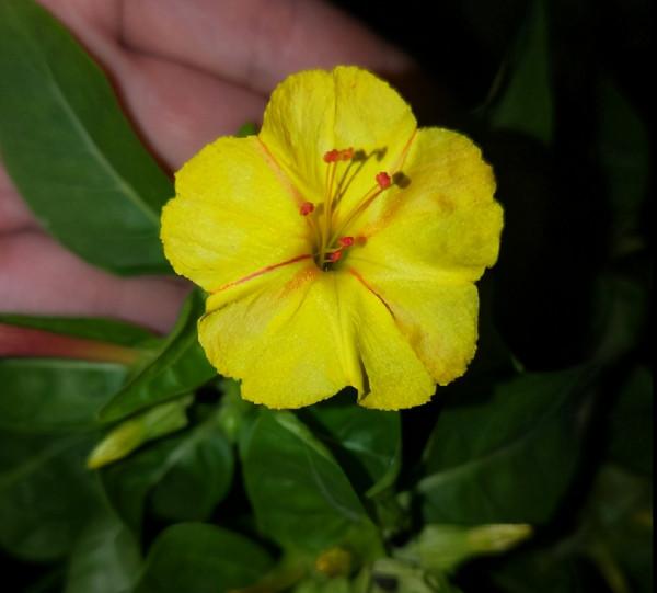 夜深人靜,這4種花卻在悄悄爭奇鬥豔,你留意過嗎? 夜深人靜,這4種花卻在悄悄爭奇鬥豔,你留意過嗎?