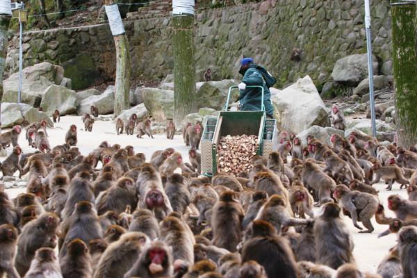 日本70年來首個母猴王!打跑公猴當上霸主,卻因";三角戀";地位不穩 日本70年來首個母猴王!打跑公猴當上霸主,卻因";三角戀";地位不穩
