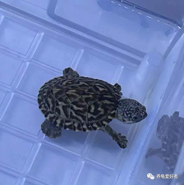 又到了龜不吃東西不下水的季節了，沒有好辦法對付它？