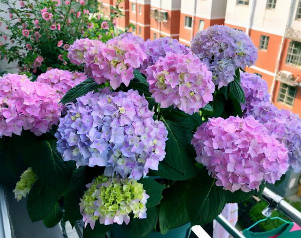 元旦前，“七種花”趕緊搬到陽臺上凍一凍，生長茂盛，花苞呼呼冒