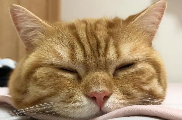 日本網友分享自家貓咪洗臉的照片，又萌又好笑，治癒不開心