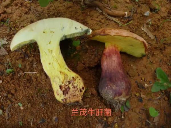 牛肝菌的奧秘知多少~ 牛肝菌的奧秘知多少~