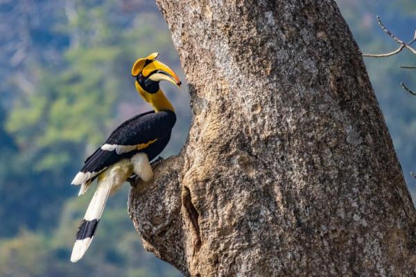 佳能EOS R5尋找密林中的金盔武士 佳能EOS R5尋找密林中的金盔武士