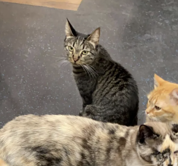 用“鹹貓手”摸遍醫院上下！愛社交的狸花，真的好可怕啊啊啊