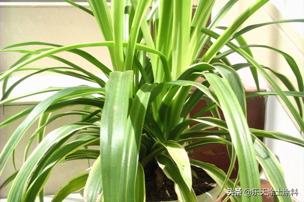 新房放什麼植物好 新房放什麼植物好