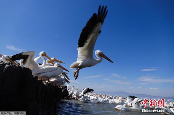 成群鵜鶘棲息查帕拉湖過冬 與人類友好相處