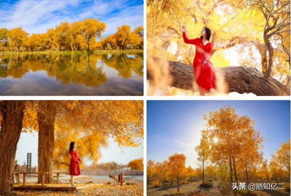 甘肅9-10月秋季旅遊必看西北大環線季節限定胡楊林
