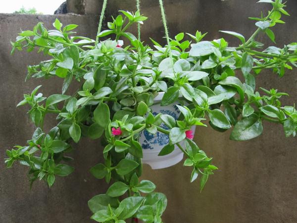 養“牡丹吊蘭”，6個實用技巧，花蕾“蹭蹭”冒，開花又多又漂亮