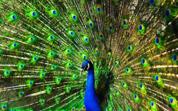 為什麼在動物界雄性普遍比雌性漂亮，而人類卻是恰恰相反？