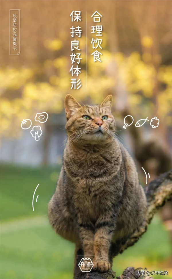 蘇州園林的貓，請求出戰！