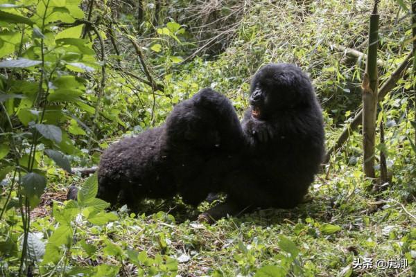 最成功的大猩猩王11歲生子，兒子奪取王位後，如何面對自己母親？