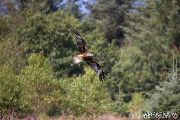 佳能微單800和600長焦鏡頭怎麼樣?不算權威的評測瞭解下 佳能微單800和600長焦鏡頭怎麼樣?不算權威的評測瞭解下