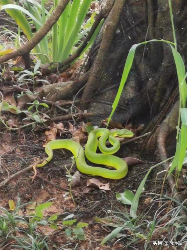防蛇，防蛇！一則通知，又讓我緊張起來
