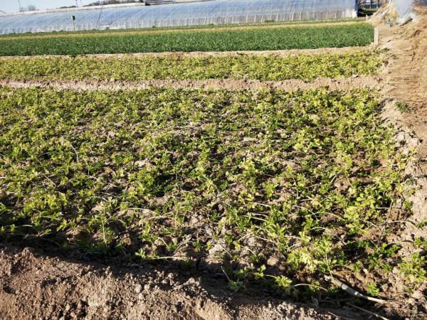 芹菜總是長不好?定植時做對3點,棵棵長勢壯,產量高 芹菜總是長不好?定植時做對3點,棵棵長勢壯,產量高