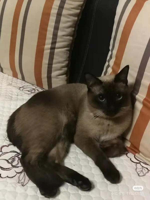 “下輩子,我再也不養暹羅貓了!” “下輩子,我再也不養暹羅貓了!”