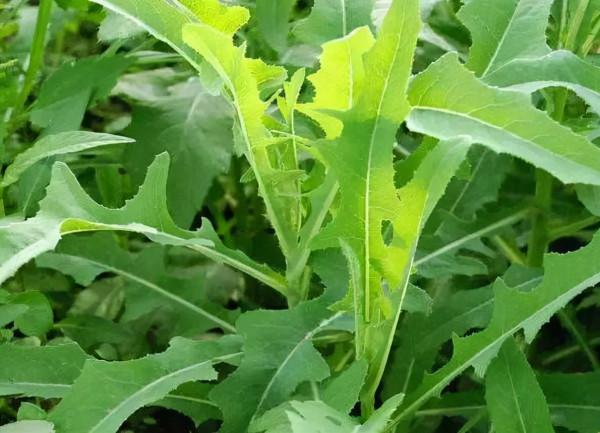 越苦越養生?苦味食物作用並沒有那麼大,多吃對身體很不好 越苦越養生?苦味食物作用並沒有那麼大,多吃對身體很不好