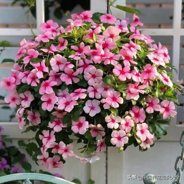 花盆裡撒點粉，防蟲又防爛根，葉子蹭蹭長，花兒輕鬆開滿盆