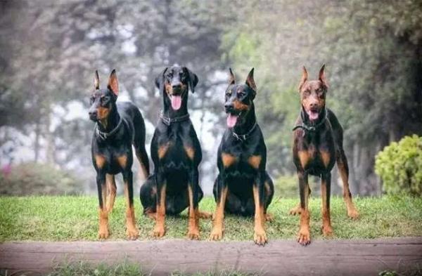 杜賓犬為什麼“不常見”，難養在哪裡