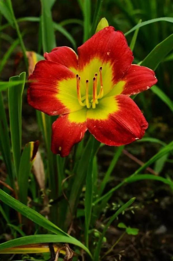 《百花集》（一百八十九）