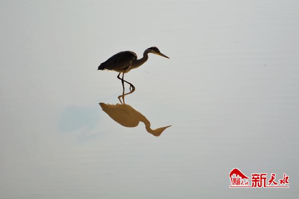 美麗天水湖 鷺影弄清波