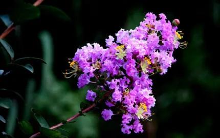 分享——紫薇花