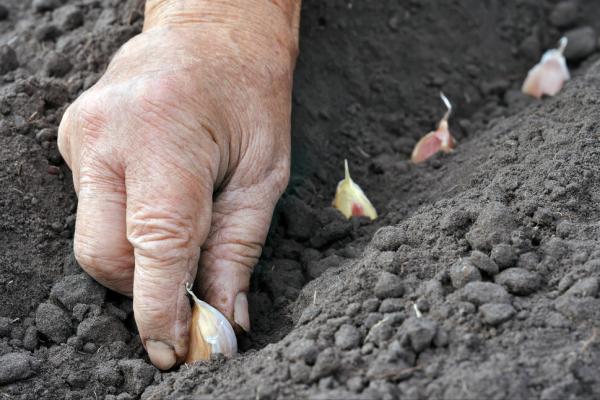 獨頭蒜是怎麼種出來的?高產口訣送給你 獨頭蒜是怎麼種出來的?高產口訣送給你