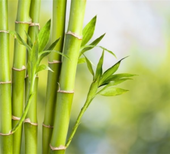 冷軍：用油畫畫竹子，我是第一人，中國人沒人畫過，西方人不會畫