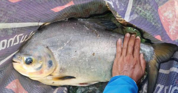 廣州一男子遇上“剪刀魚”,鋼絲線都被咬斷,守了5天才釣上岸 廣州一男子遇上“剪刀魚”,鋼絲線都被咬斷,守了5天才釣上岸