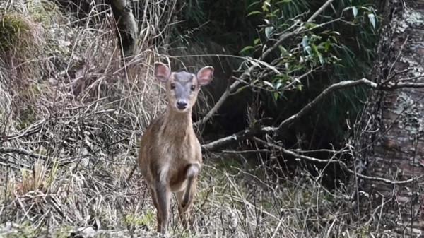 唐家河遇到小麂,見到人不逃跑反而原地跺腳,這是為什麼 唐家河遇到小麂,見到人不逃跑反而原地跺腳,這是為什麼