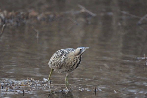 紀念版：一隻有故事的鳥，奧森拍鳥之大麻鳽
