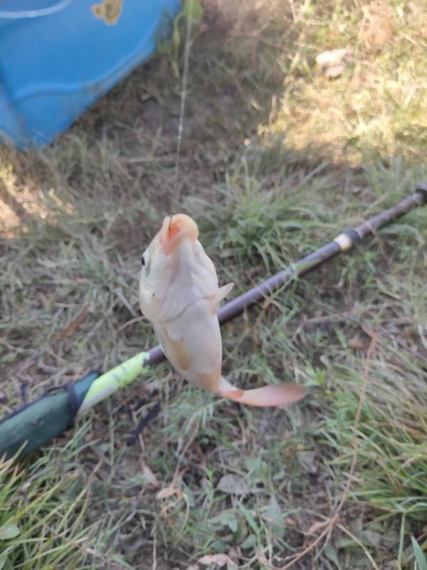 秋釣第四站:打卡寧波慈溪伏龍山下伏龍河 秋釣第四站:打卡寧波慈溪伏龍山下伏龍河