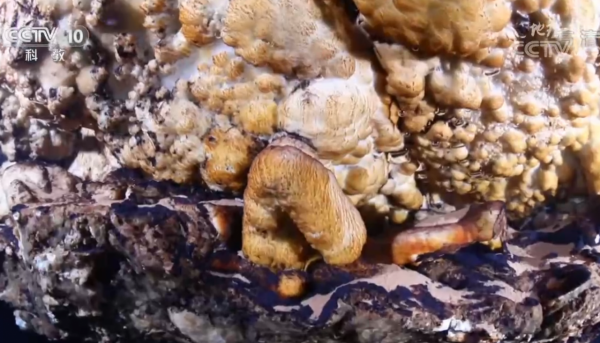 傳民國七位仙姑相約梅縣綠窟潭龍宮尋仙，五人永沉潭中，兩人逃出