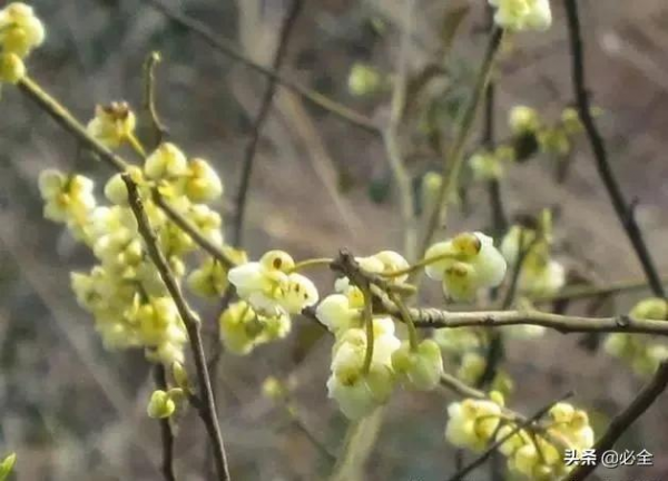 18種常見的先花後葉植物集錦 18種常見的先花後葉植物集錦