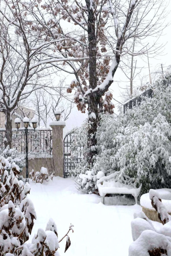東北花友走遍歐洲著名花園,回國後建了座四季有花的北方花園 東北花友走遍歐洲著名花園,回國後建了座四季有花的北方花園