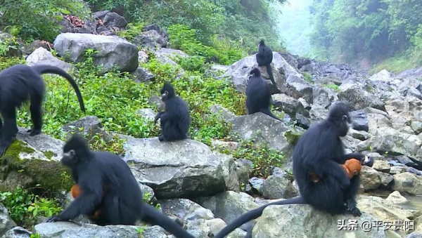 國家一級保護動物！全球只有1900多隻的野生黑葉猴，在貴州這裡就有1200多隻！