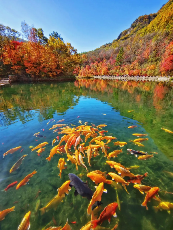 大石湖老邊溝景區 楓紅景美秋色濃
