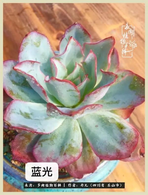 我的長生草秘密花園4：收集整理也是一種快樂