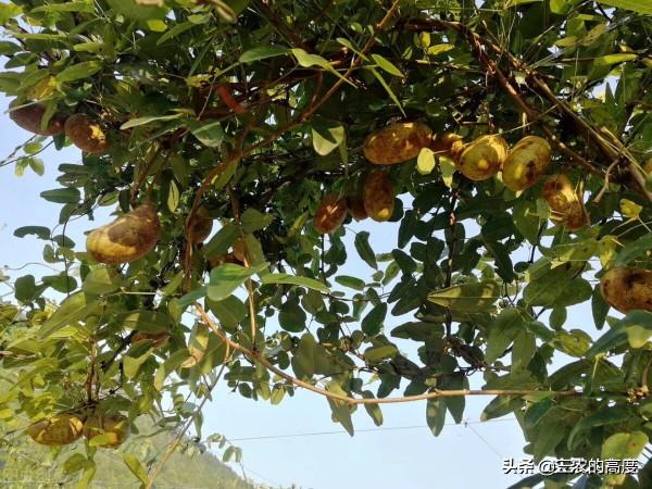 在鄉野分佈有5種野果,全都含有“劇毒”,遇到千萬不要採摘誤食 在鄉野分佈有5種野果,全都含有“劇毒”,遇到千萬不要採摘誤食