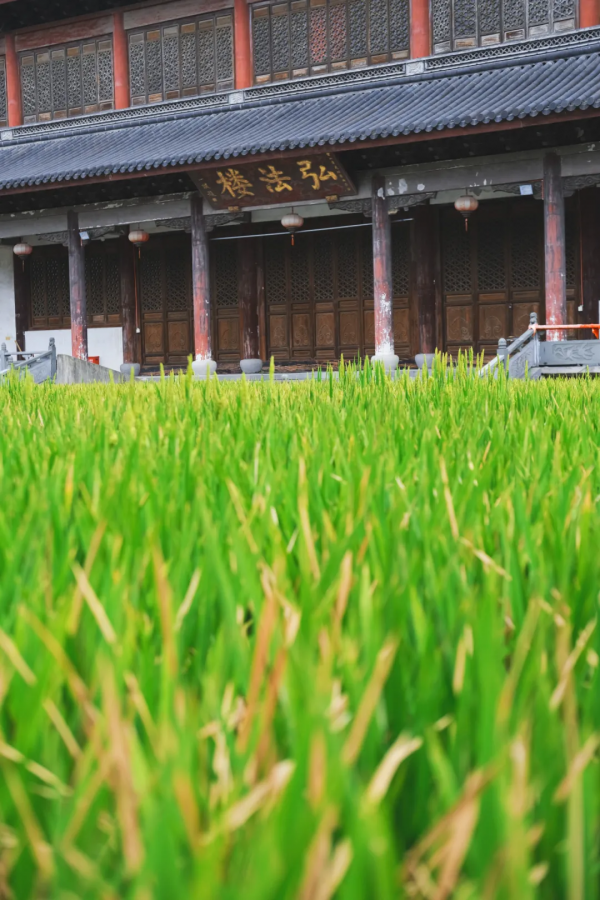 別再說什麼小京都了，寧波這些寺廟來打臉了