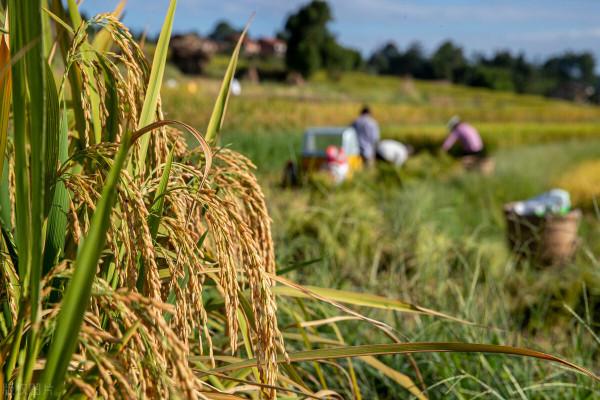 2021新農人回鄉創業，這幾種農作物可以一試，成本低效益高