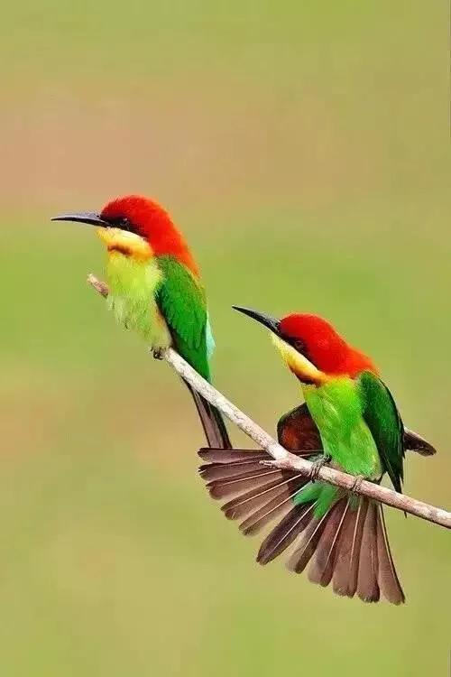 分享圖片一一比翼雙飛鳥