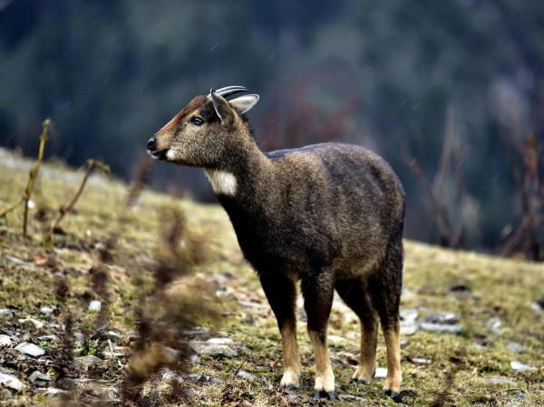 喜馬拉雅斑羚