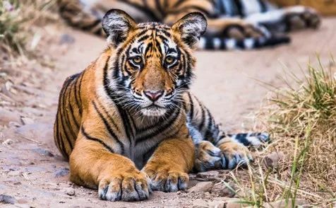 印度珍稀物種 | 有些貓，負責威武就夠了