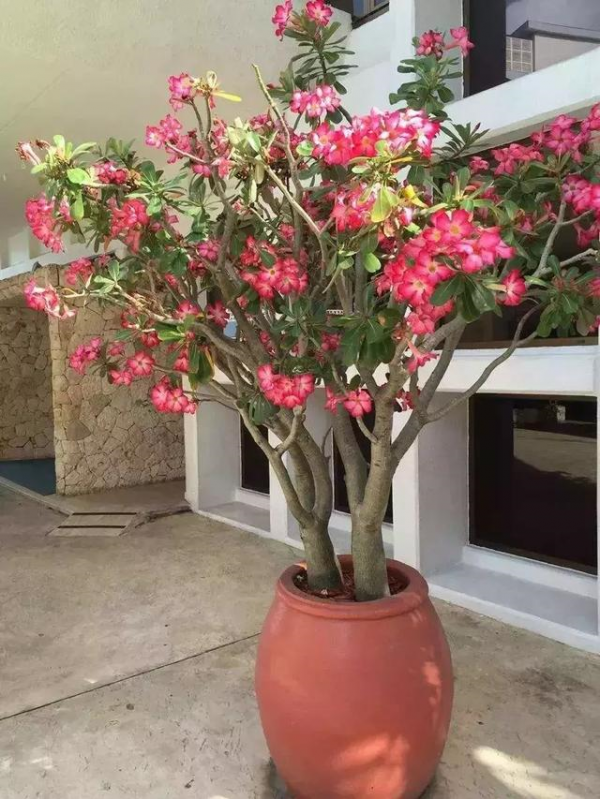 “窮養”4種花,盆越小越漂亮,壽命長,大老樁,還旺家 “窮養”4種花,盆越小越漂亮,壽命長,大老樁,還旺家