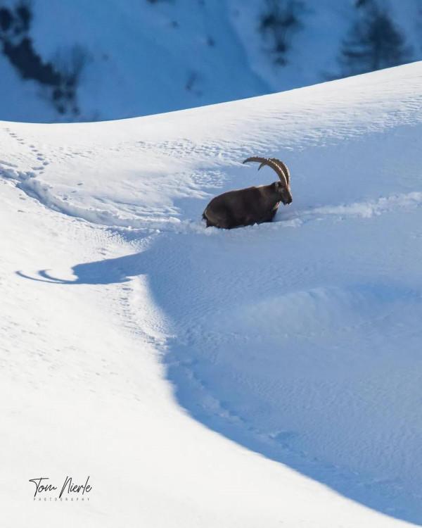 自然風·動物桌布(第十七期)——呦呦鹿鳴
