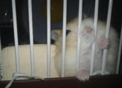 分享奇葩事，倉鼠喜歡天天咬籠子，你知道是什麼原因嗎？
