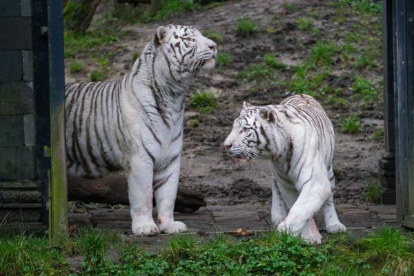 &OpenCurlyDoubleQuote;虎虎生威&rdquo;