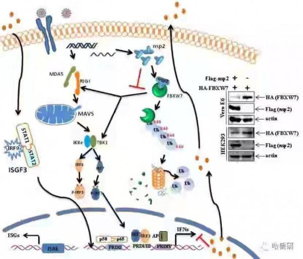 首次證實！哈獸研在“豬流行性腹瀉病”上有新發現