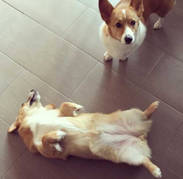 柯基有這些行為，才算把你當主人了，你被認可了嗎？