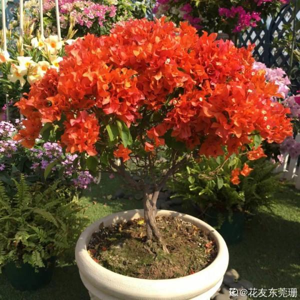 八種花,養成老樁最“旺家”,開花倍有精神氣兒 八種花,養成老樁最“旺家”,開花倍有精神氣兒